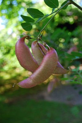 Colutea arborescens - žanovec měchýřník - lusk